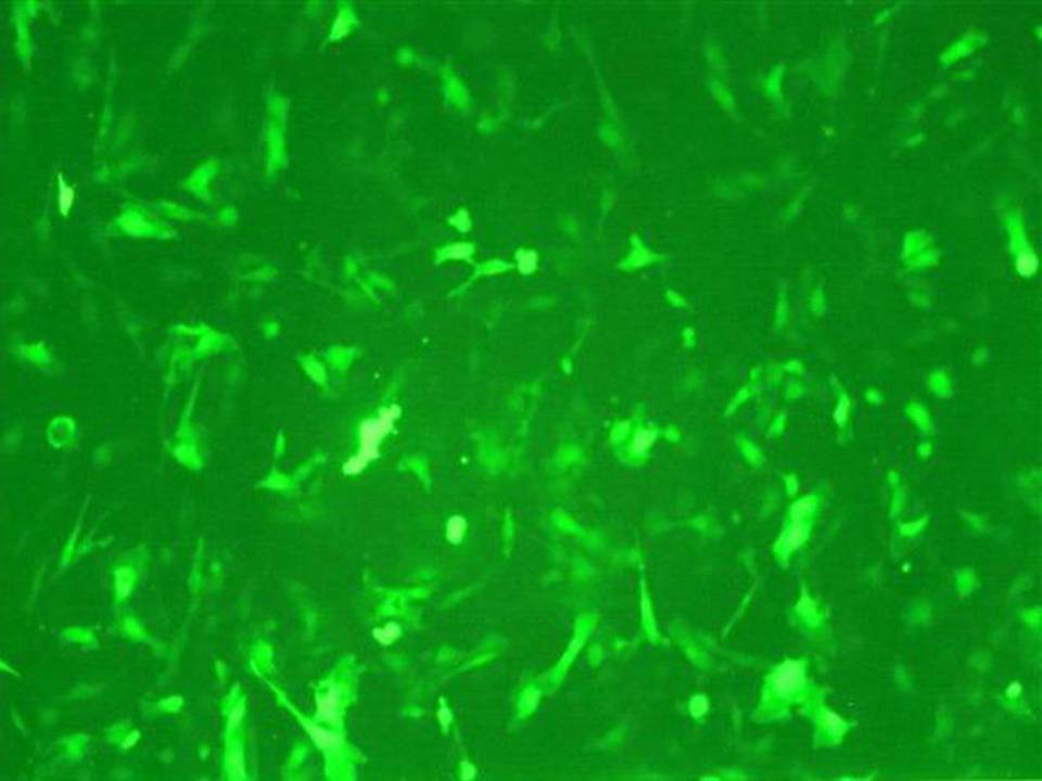 NEPA21 / MC3T3-E1 - Mouse Osteoblastic cells - Transfection Efficiency 80 per cent